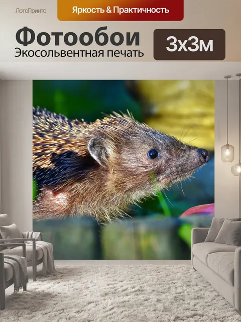 Фотообои Ежик