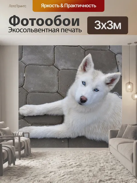 Фотообои Собака