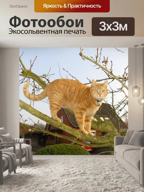 Фотообои Кот