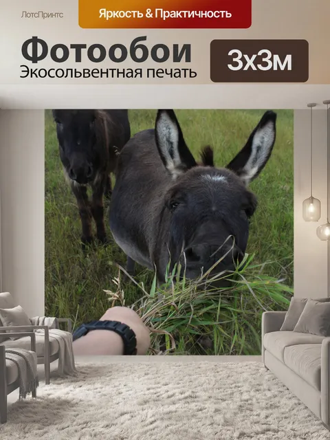 Фотообои Осел сельскохозяйственных животных