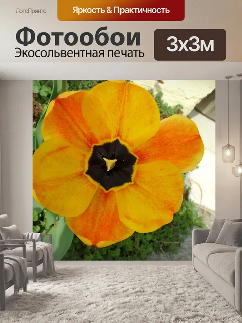 Фотообои Желтый тюльпан