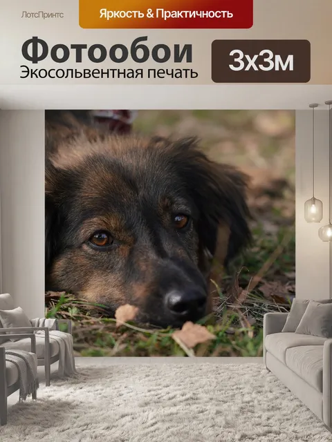 Фотообои Dog
