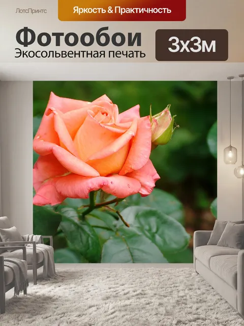 Фотообои Роуз