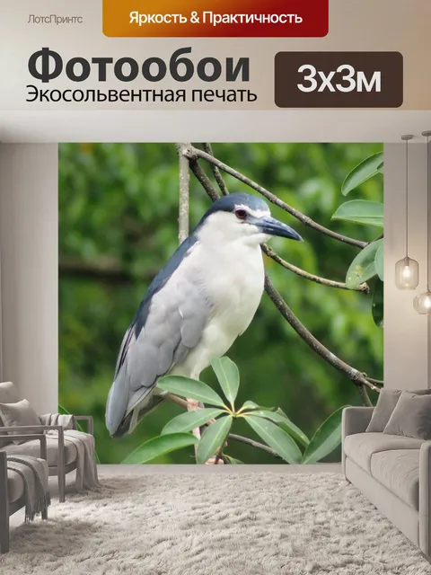 Фотообои Черная цапля
