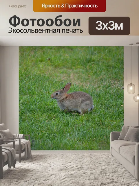 Фотообои Кролик