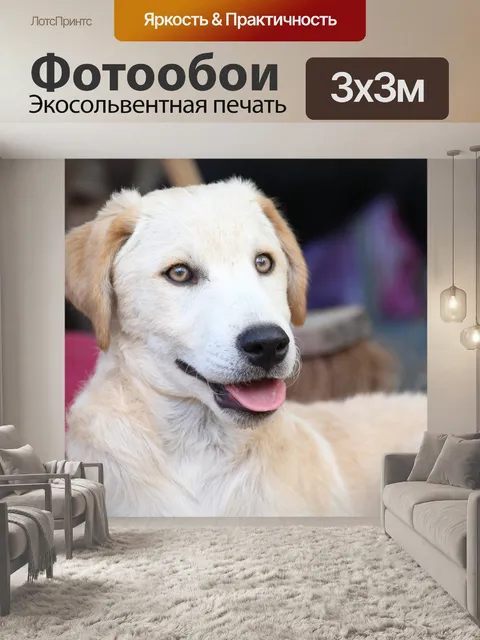 Фотообои Собака