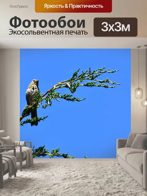 Фотообои Птица