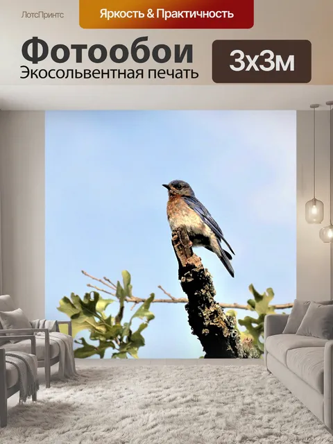 Фотообои Синяя птица и голубое небо