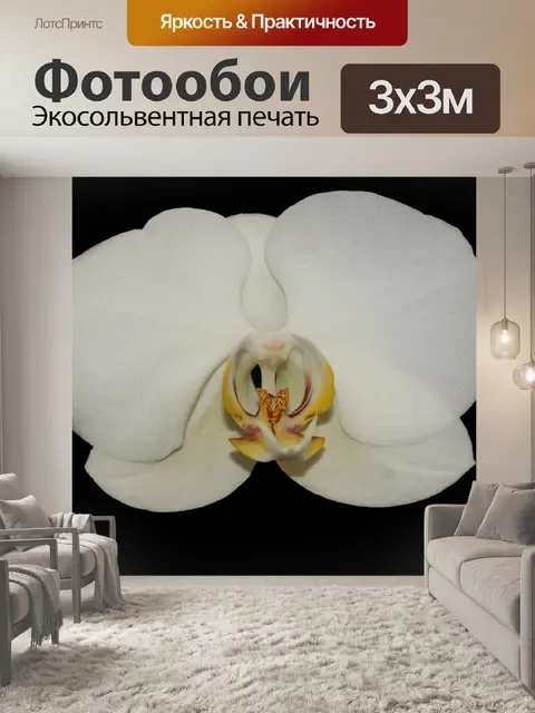 Фотообои Орхидеи на Черном