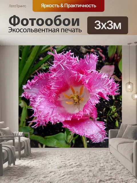 Фотообои Красивый розовый садовый цветок