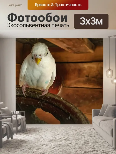 Фотообои Птица