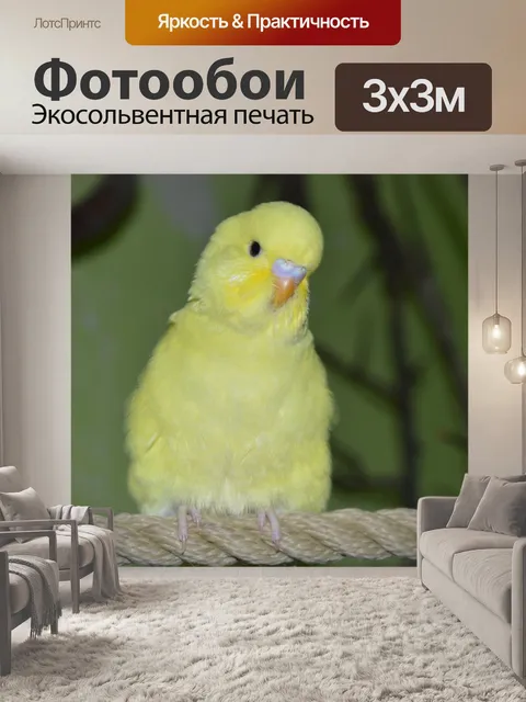 Фотообои Волнистый попугайчик