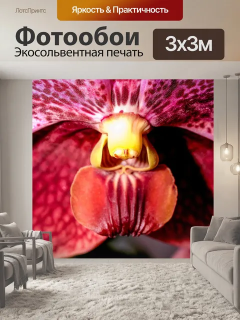 Фотообои Цветок орхидеи