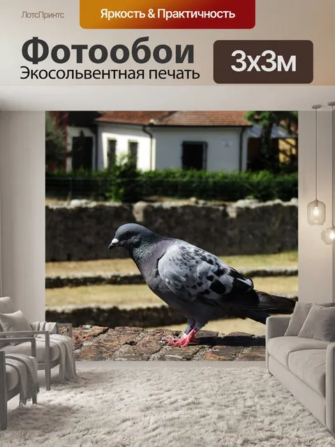 Фотообои Голубь