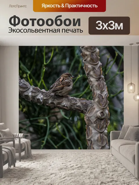 Фотообои Толстый маленький воробей на ветке