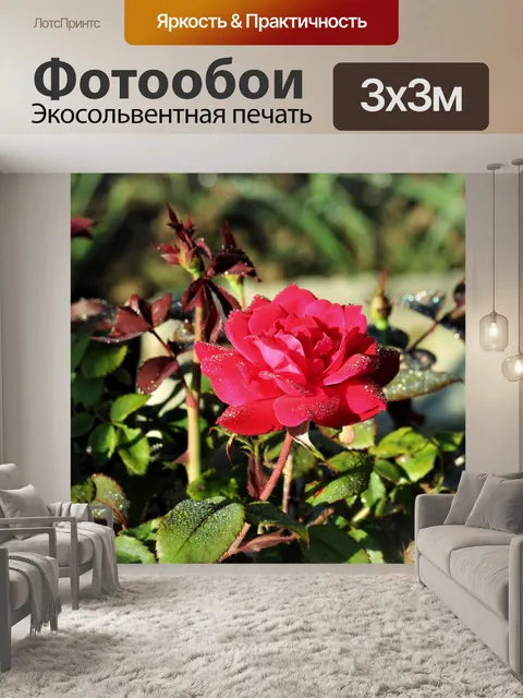 Фотообои Красная роза и роса