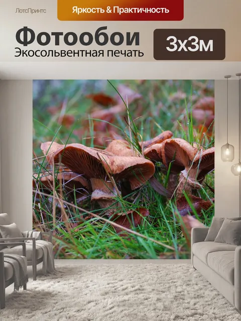 Фотообои Грибы