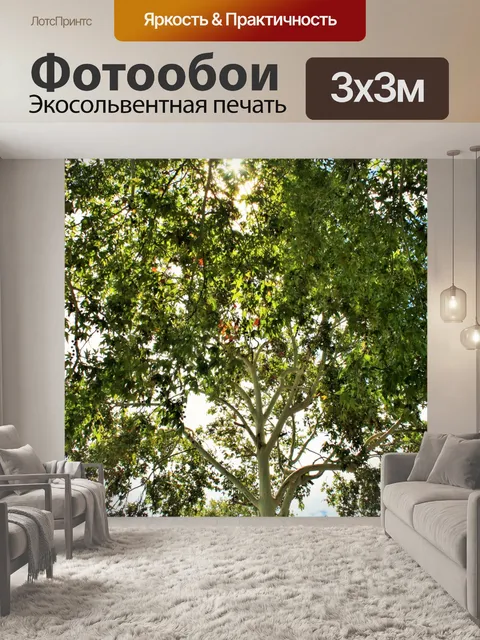 Фотообои высокое дерево клен