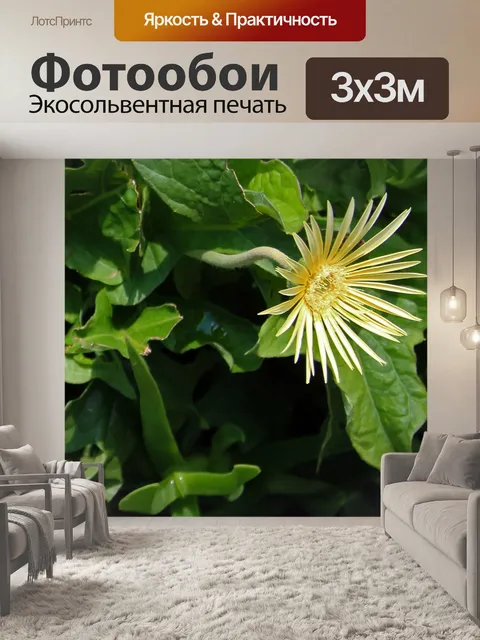 Фотообои желтый цветок герберы