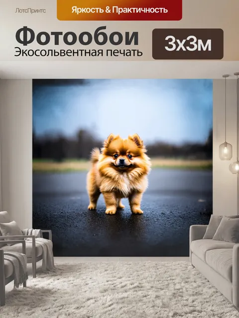 Фотообои щенок померанского шпица, высящегося на фоне серого дождливого пейзажа