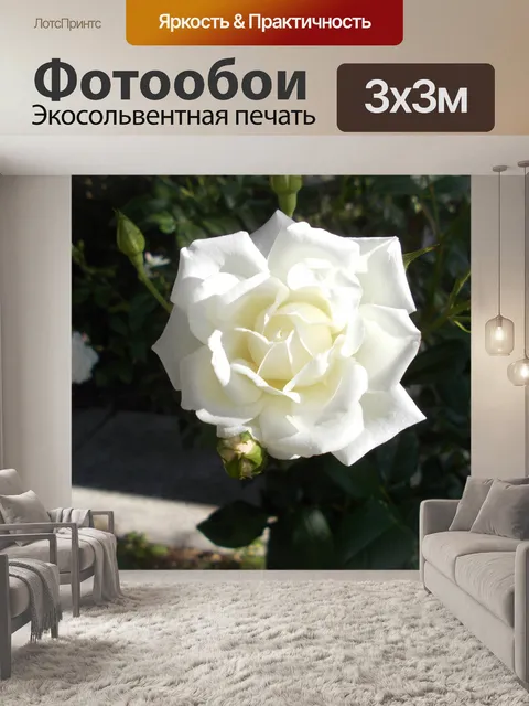 Фотообои белая роза