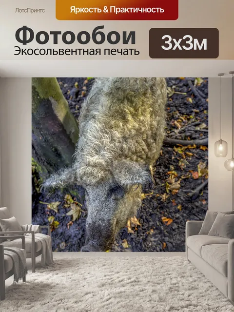 Фотообои Кудрявая свинья
