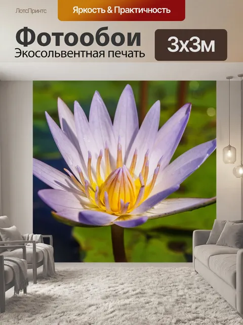 Фотообои красивый цветок лотоса