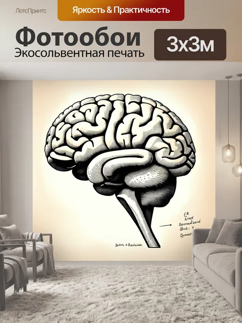 Фотообои анатомический рисунок головного мозга в стиле реализма с подробным изображением различных долей и их функций