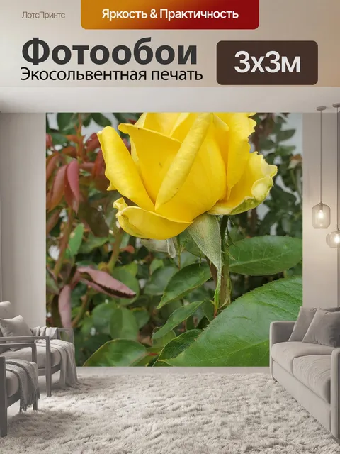 Фотообои Желтая роза фон