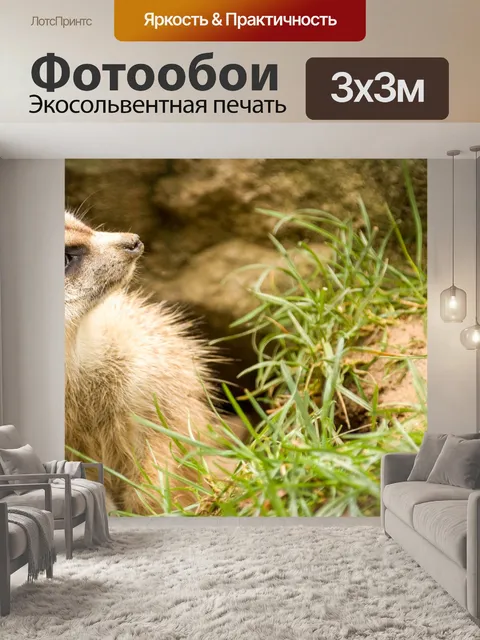 Фотообои Сурикат
