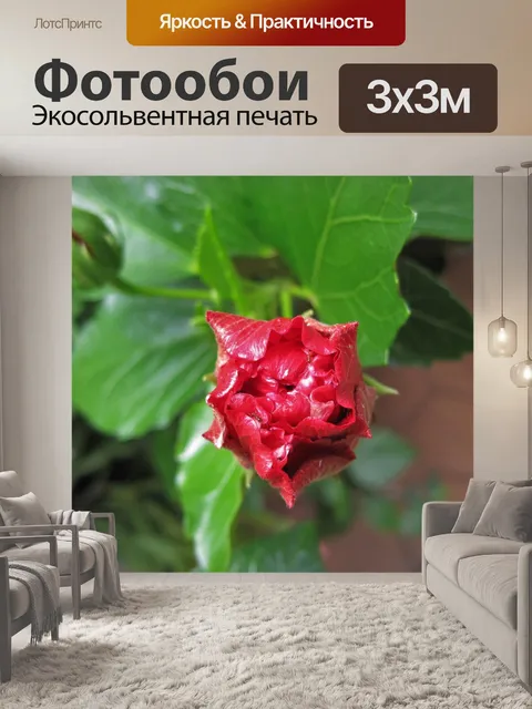 Фотообои розовый гибискус распускания почек