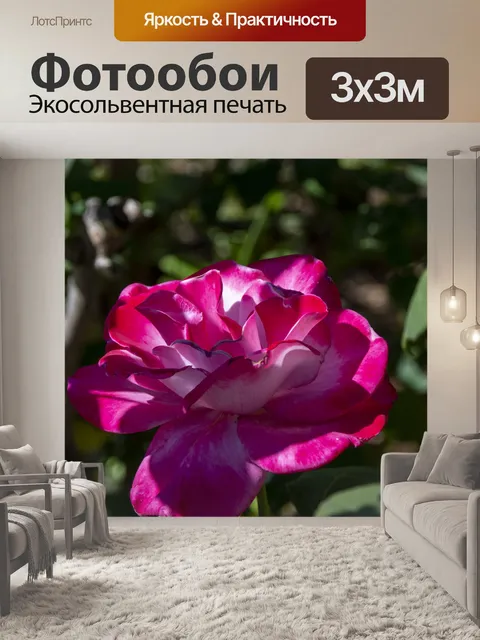 Фотообои Розовая роза