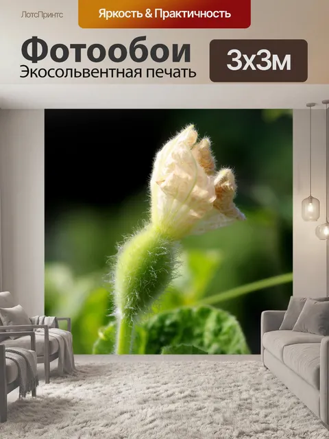 Фотообои Тыква цветок