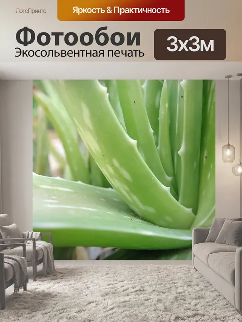 Фотообои Алоэ вера
