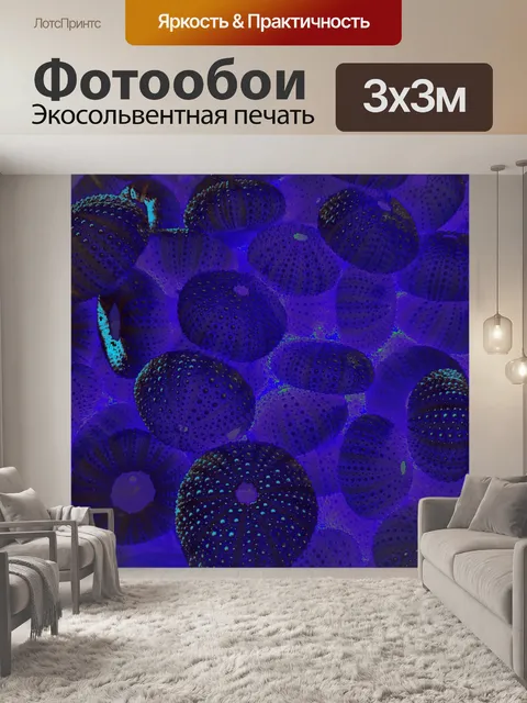 Фотообои фон морского ежа