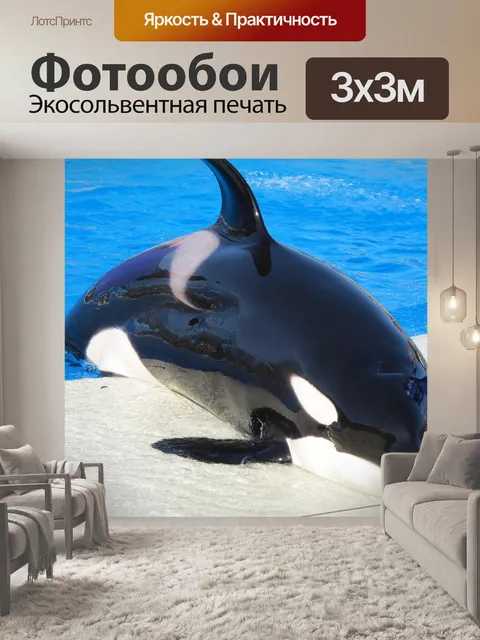 Фотообои Косатка