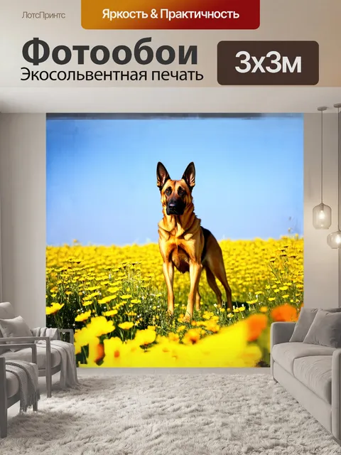 Фотообои бельгийский малинуа стоит в центре цветущего поля, окруженного яркими цветами дикой флоры