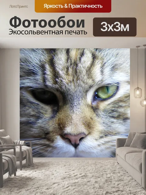 Фотообои Мейн кун