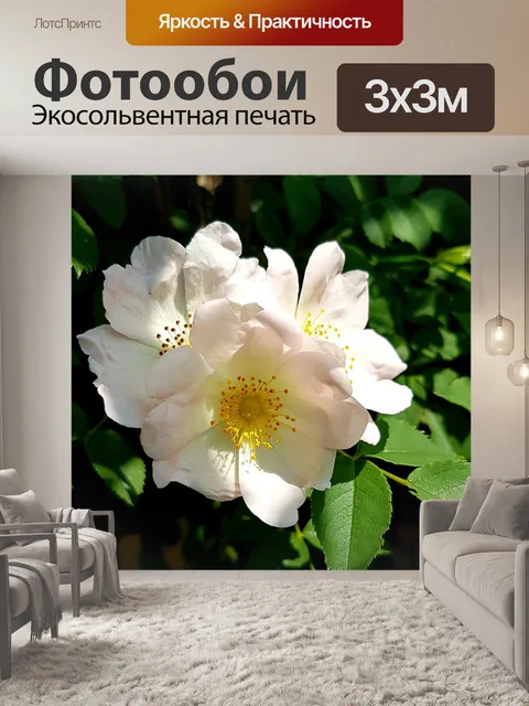 Фотообои Розы