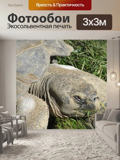 Фотообои Большая черепаха