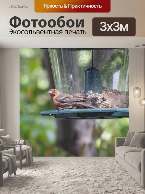 Фотообои Красная птица Птичка