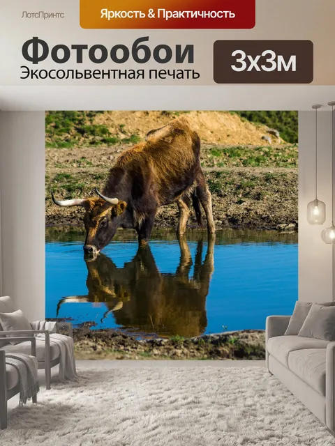 Фотообои Задний говяжья