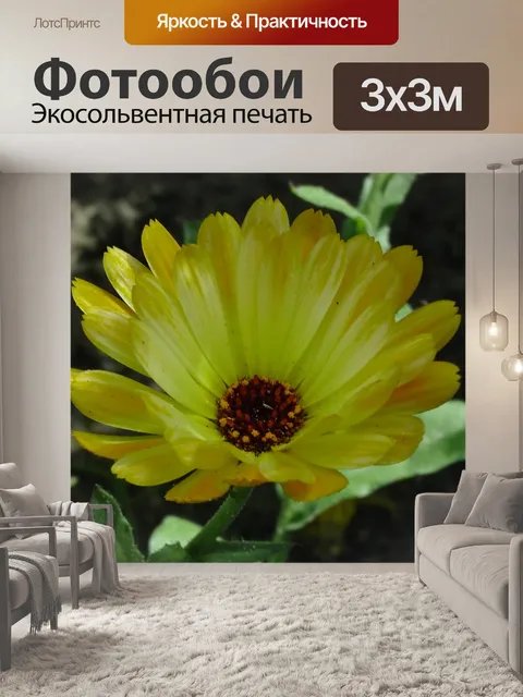 Фотообои Желтый цветок календулы