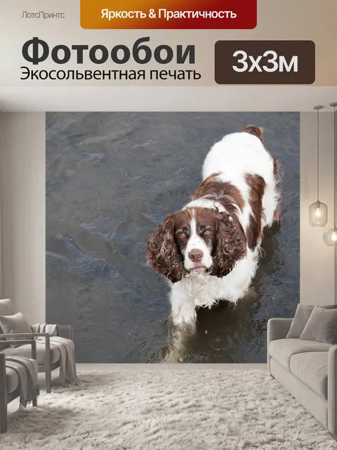 Фотообои Собака в воде