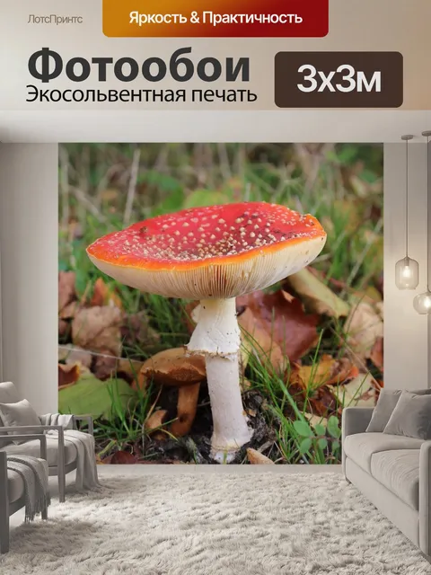 Фотообои Гриб