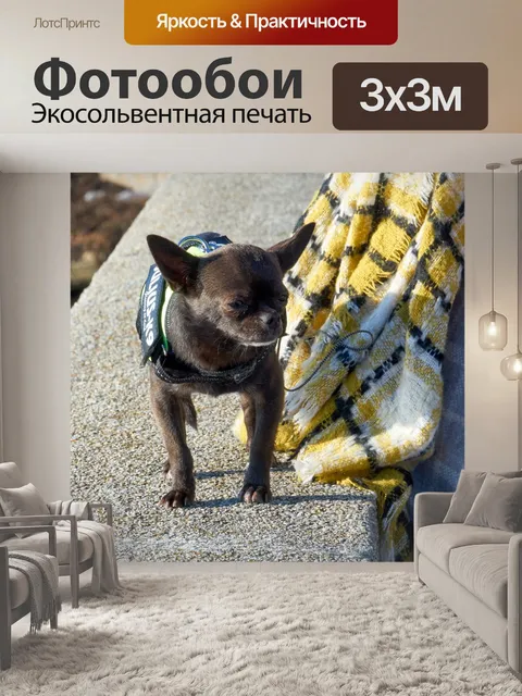Фотообои Маленькая порода собак чихуахуа