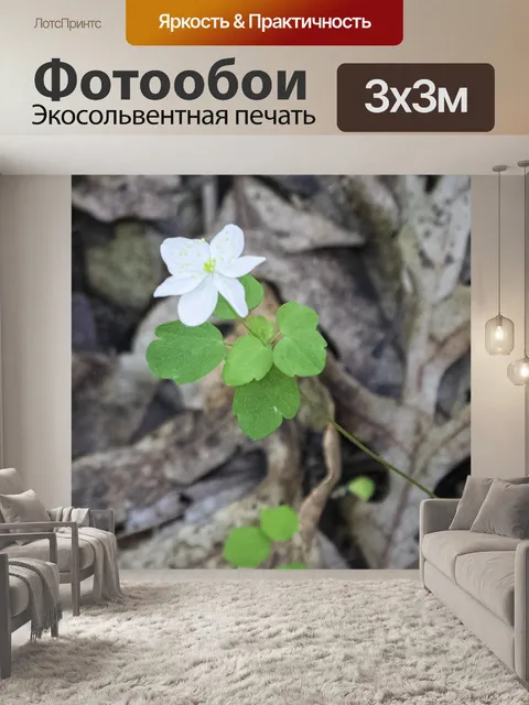 Фотообои Небольшой