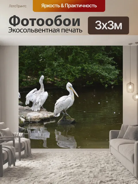 Фотообои Пеликан