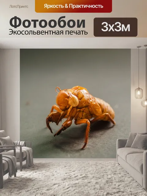 Фотообои коричневая цикада