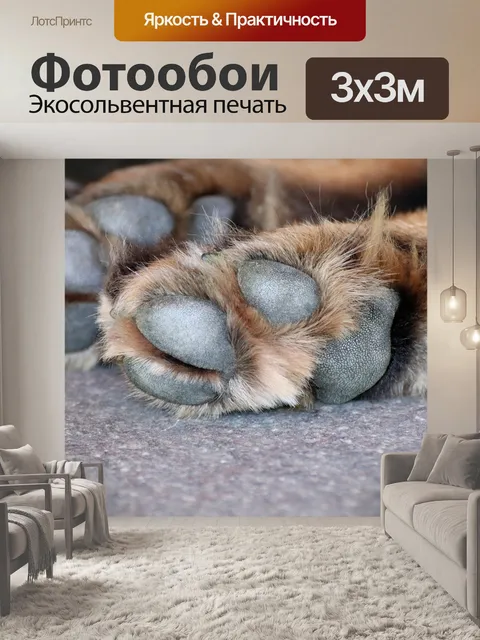 Фотообои Лапа собаки